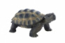 Черепаха, арт. 63553 в кор. 5шт. 